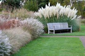 A Guide to Growing and Caring for Pampas Grass (Cortaderia Selloana)