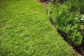 All You Need To Know About St Augustine Grass Sod 