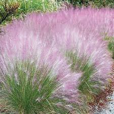 A Guide to Growing and Caring for Cotton Candy Grass (Muhlenbergia Capillaris)