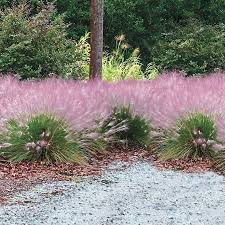 A Guide to Growing and Caring for Cotton Candy Grass (Muhlenbergia Capillaris)