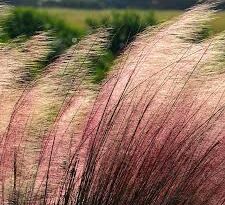 A Guide to Growing and Caring for Cotton Candy Grass (Muhlenbergia Capillaris)