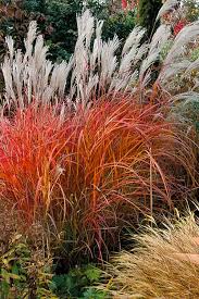 A Guide to Growing and Caring for Flame Grass (Purpurascens)