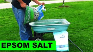 Everything You Need To Know About Epsom Salt for Grass
