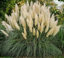 A Guide to Growing and Caring for Pampas Grass (Cortaderia Selloana)