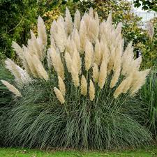 A Guide to Growing and Caring for Pampas Grass (Cortaderia Selloana ...