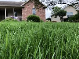 A Guide to Growing and Caring For Kentucky Grass (Poa Pratensis)