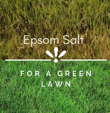 Everything You Need To Know About Epsom Salt for Grass - Agric4Profits