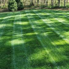 A Guide to Growing and Caring For Kentucky Grass (Poa Pratensis)