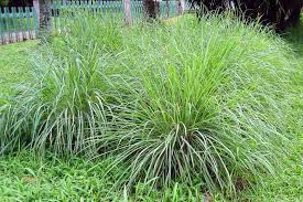 A Guide to Growing and Caring for Cymbopogon Nardus Grass (Citronella Grass)