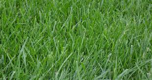 A Guide to Growing and Caring For Kentucky Grass (Poa Pratensis)