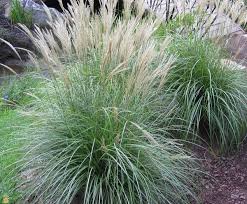 A Guide to Growing and Caring for Adagio Grass (Miscanthus sinensis)