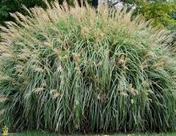 A Guide to Growing and Caring for Adagio Grass (Miscanthus sinensis)