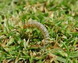 All You Need To Know About Sod Worms 