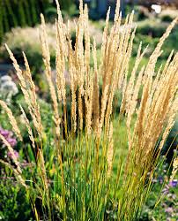 A Guide to Growing and Caring for Reed Grass (Phragmites Australis)