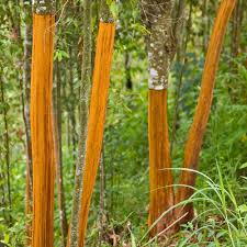 Growing Guide and Health Benefits of Cinnamon Spices Growing Guide and Health Benefits of Cinnamon Spices