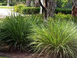 A Guide to Growing and Caring for Fakahatchee Grass (Tripsacum Dactyloides)