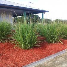 A Guide to Growing and Caring for Fakahatchee Grass (Tripsacum Dactyloides)