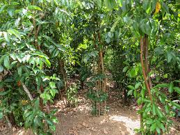 Growing Guide and Health Benefits of Cinnamon Spices Growing Guide and Health Benefits of Cinnamon Spices