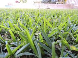 A Guide to Growing and Caring For Buffalo Grass (Buchloe Dactyloides)