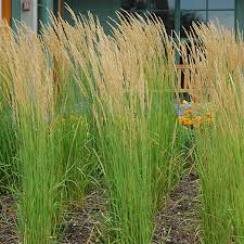 A Guide to Growing and Caring for Reed Grass (Phragmites Australis)