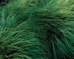 All You Need To Know About Wild Grasses
