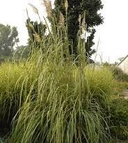 A Guide to Growing and Caring for Ravenna Grass (Saccharum Ravennae)