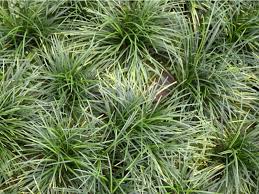 All You Need To Know About Small Ornamental Grasses