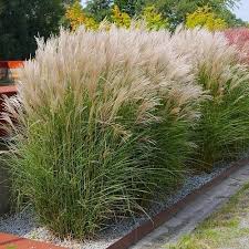 All You Need To Know About Small Ornamental Grasses