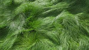 A Guide to Growing and Caring For Fescue Grass (Festuca)