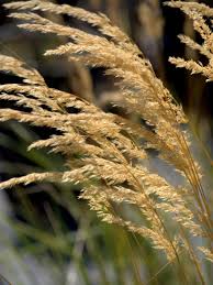 A Guide to Growing and Caring for Reed Grass (Phragmites Australis)