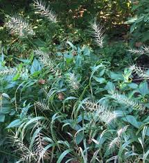A Guide to Growing and Caring for Bottlebrush Grass (Elymus Hystrix)