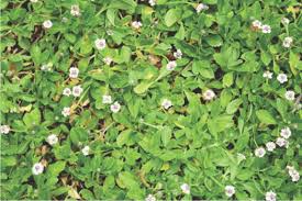 A Guide to Growing and Caring for Kurapia Grass (Lippia Nodiflora)