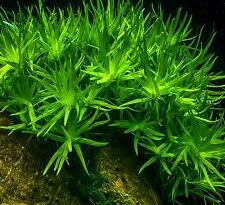 A Guide to Growing and Caring for Stargrass (Hypoxis Hemerocallidea)