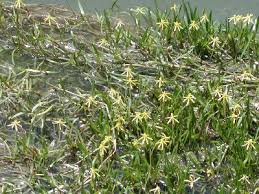 A Guide to Growing and Caring for Stargrass (Hypoxis Hemerocallidea)