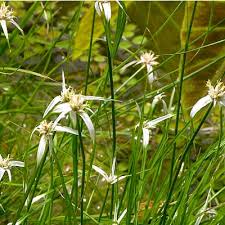 A Guide to Growing and Caring for Stargrass (Hypoxis Hemerocallidea)