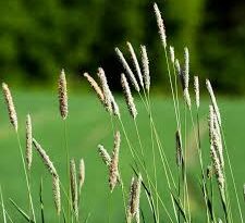 A Guide to Growing and Caring for Timothy Grass (Phleum Pratense)