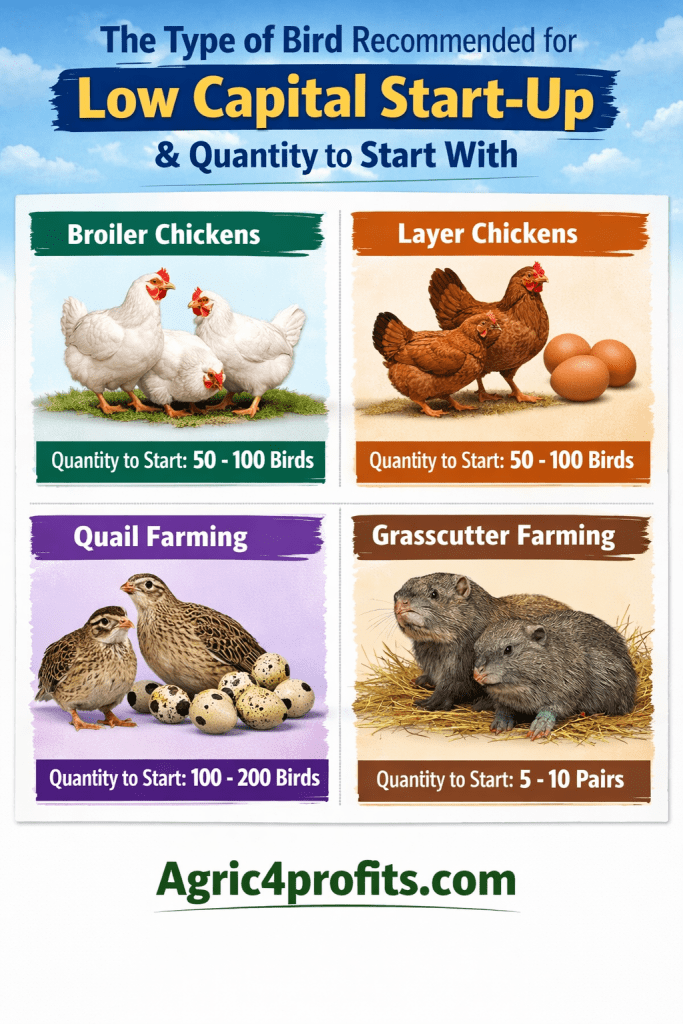 Le Type d'Oiseau Recommandé pour un Faible Capital de départ et la Quantité pour Commencer