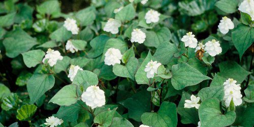 7 Medicinal Health Benefits of Houttuynia cordata (Chameleon plant)