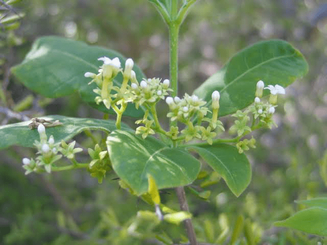 10 Medicinal Health Benefits of Rauvolfia media (Indian Snakeroot)