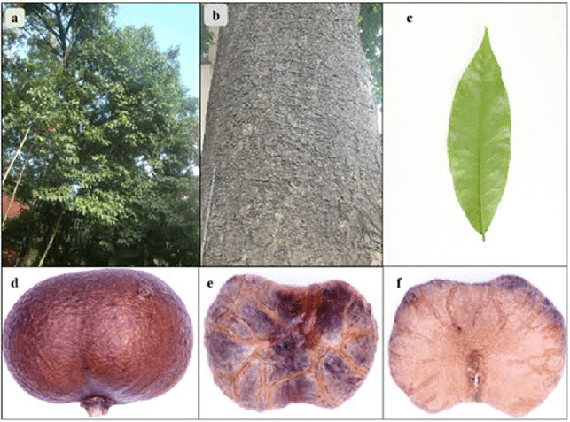 15 Medicinal Health Benefits of Prunus Africana (African Cherry)