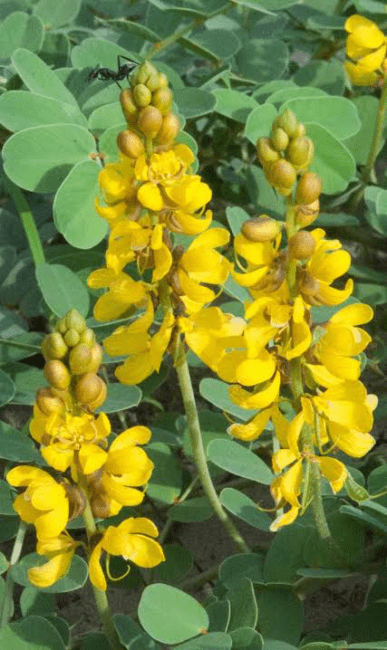 20 Medicinal Health Benefits of Senna italica (Italian Senna)