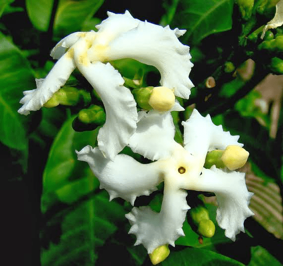 10 Medicinal Health Benefits of Tabernaemontana ventricosa (Pinwheel Flower) 10 Medicinal Health Benefits of Tabernaemontana ventricosa (Pinwheel Flower)