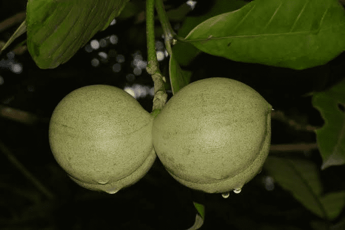 10 Medicinal Health Benefits of Tabernaemontana pachysiphon (Smoothfruit Cornettree)