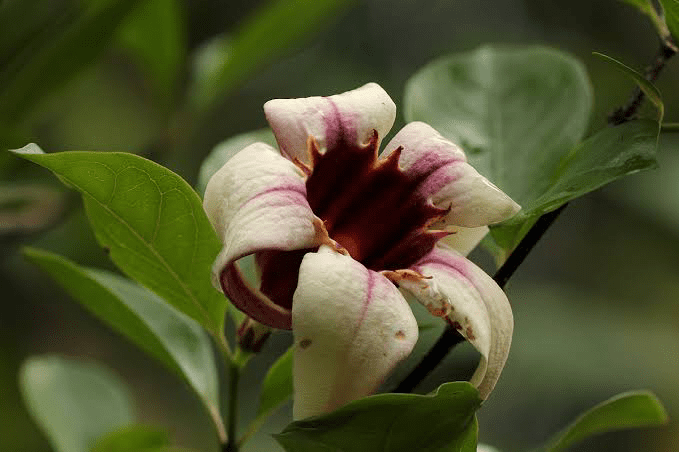 7 Medicinal Health Benefits of Strophanthus courmontii (Climbing Oleander)