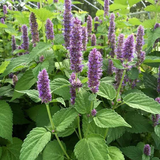 10 Medicinal Health Benefits of Agastache rugosa (Korean Mint)