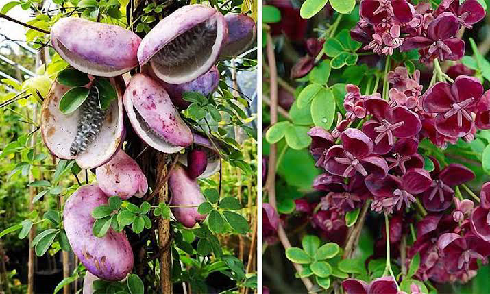 12 Medicinal Health Benefits of Akebia quinata (Chocolate Vine)