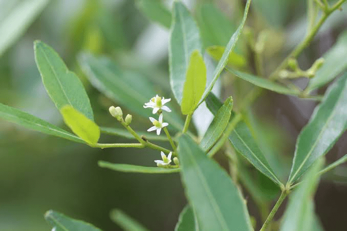 10 Medicinal Health Benefits of Zanthoxylum asiaticum (Toothache Tree)