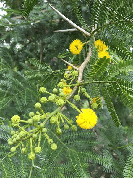 10 Medicinal Health Benefits of Vachellia karroo (Sweet Thorn)