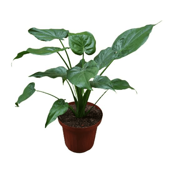 15 Medicinal Health Benefits of Alocasia cucullata (Chinese taro)