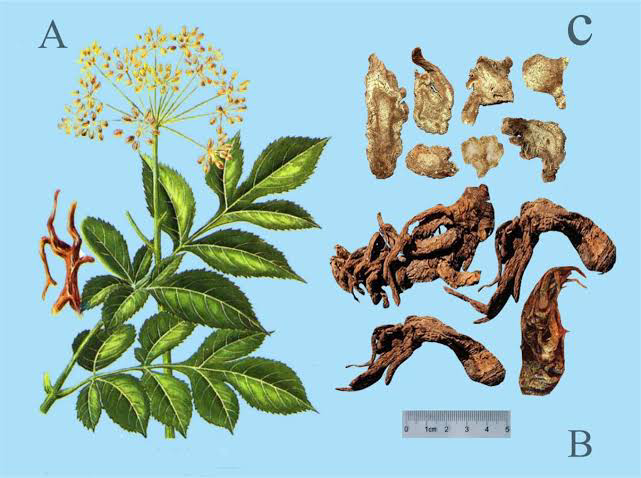 10 Medicinal Health Benefits of Angelica pubescens (Du Huo) 10 Medicinal Health Benefits of Angelica pubescens (Du Huo)